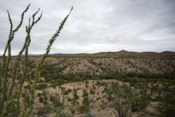 Longer lines and less-safe conditions: How National Park Service staffing could impact Texas