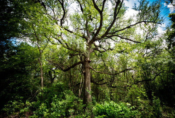 It’s oak wilt season. Here’s how to protect your trees.