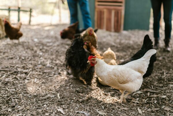 As egg prices jump, some people are considering investing in backyard chickens