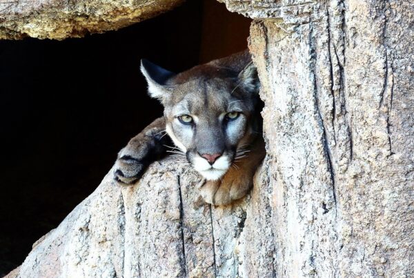 Lawsuit challenges USDA trapping and killing practices of Texas wildlife