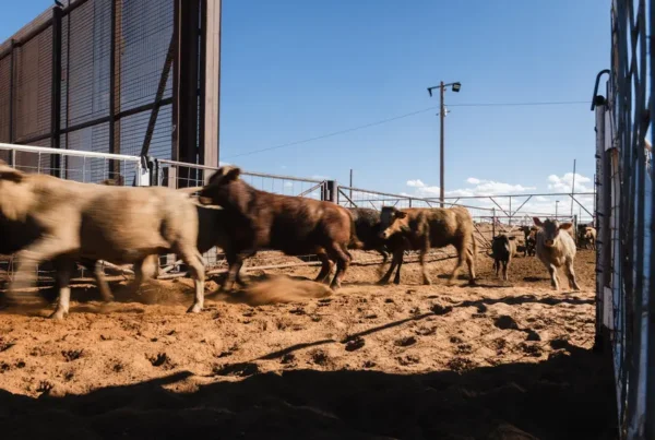 ‘How do we protect our poultry flocks?’ Texas dairy, poultry producers grapple with bird flu