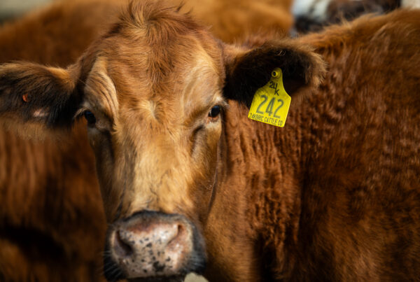 Bill would create comprehensive digital registry for cattle brands