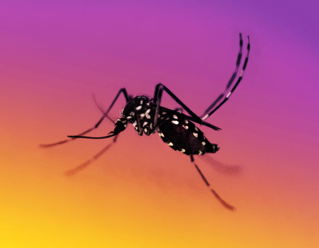 do cigarettes keep mosquitoes away does smoking repel cigarettes deter mosquitoes your summer evenings peaceful with Four reasons mosquitoes might like