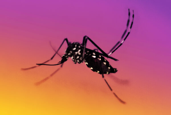 Four reasons mosquitoes might like to bite you best