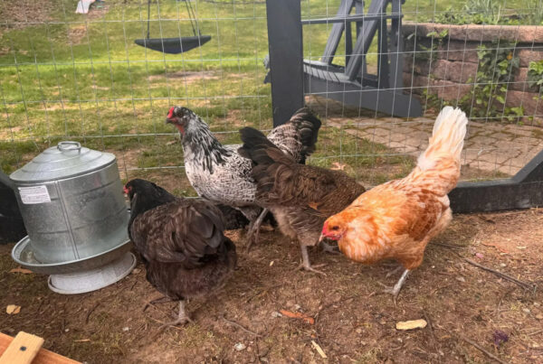 Rent a chicken? More people take a crack at creating their own egg supply