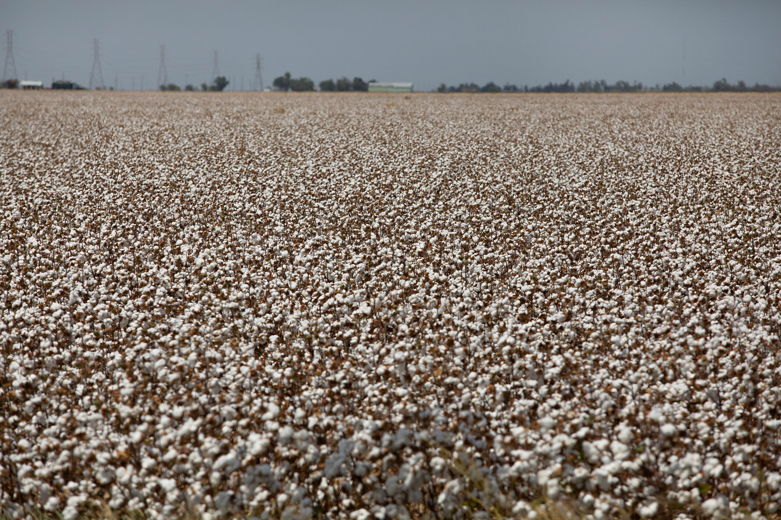 A field of cotton is seen.
