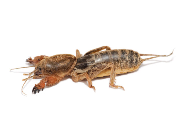 Meet the mole cricket – with front legs meant for digging