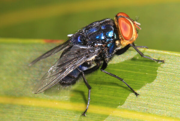 New South Texas facility will help fight return of flesh-eating pest