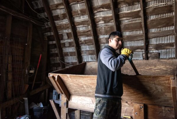Dairy farms are vulnerable to Trump’s mass deportation threats. The industry hopes to get a pass