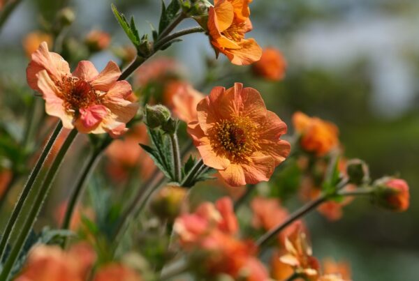 A close-up of orange flowers outside
