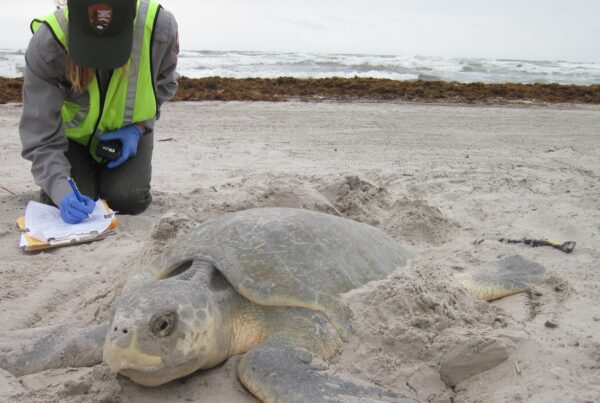Turtle nesting triumph: ‘A legacy I’m leaving to all of you and your future generations’