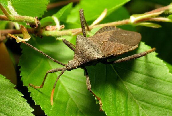 Answering more kids’ questions: Is a bug the same thing as an insect?