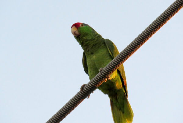 The squawkers of Brownsville: The mystery behind city’s official bird