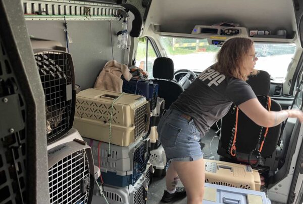 Nonprofit shelter: Nearly 300 animals relocated so far in Hill Country flood relief
