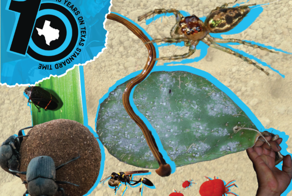 Chiggers, dung beetles and more: Our favorite bug stories of the past decade