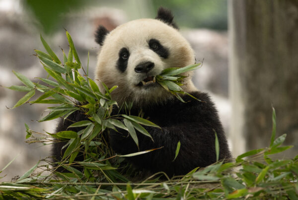 A giant pant chews green leaves with her head adorably tilted to the left.
