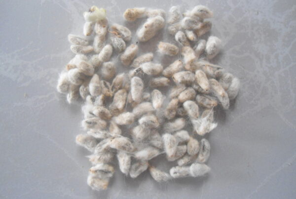 Texas A&M researcher helps feed the hungry with edible cotton seeds