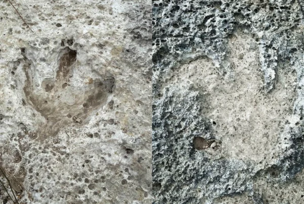 Acrocantho-what? This dinosaur’s footprint was found in the Austin area after the July floods