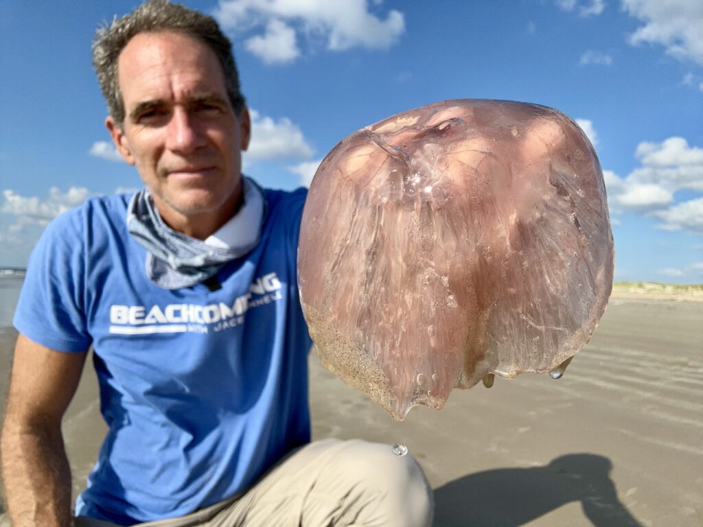 A once-in-a-lifetime thing': Rare 'pink meanie' jellyfish descend