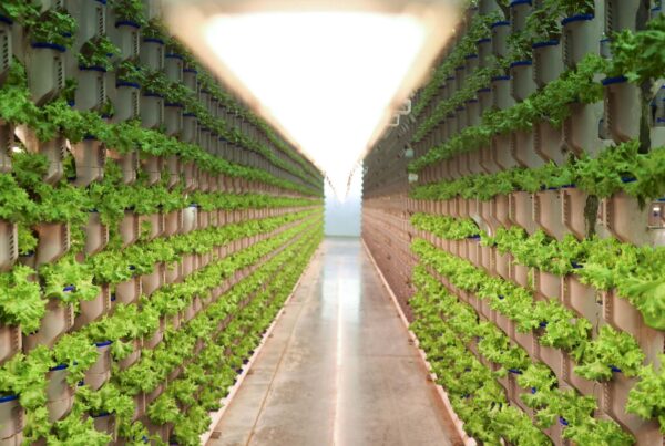 Indoor farms were a hot investment, but they keep shutting down