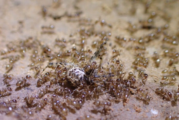 The war against the crazy ants enters new phase