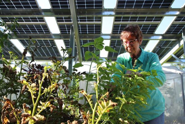 Solar arrays supply shade — and land — for Midwest farmers