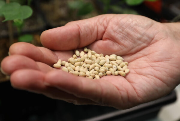 A Texas A&M researcher spent 30 years making edible cottonseed. Will anyone ever grow it?
