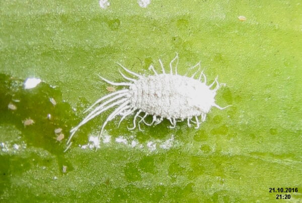 Newly identified invasive pest threatens South Texas pastures