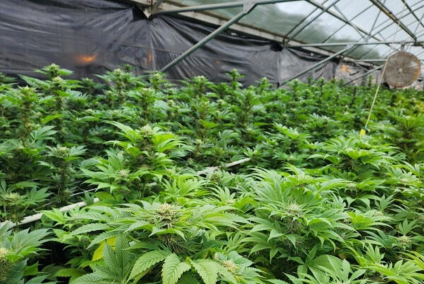 Hemp farming is booming again. A federal ban on hemp-derived THC products puts the crop in jeopardy