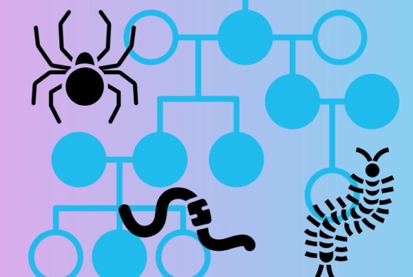 Is a spider an insect? How about a worm? A centipede?