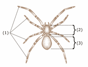 A labeled graphic images shows the basic characteristics of arachnids include four pairs of legs (1) and a body divided into two segments: the cephalothorax (2) and the abdomen (3).