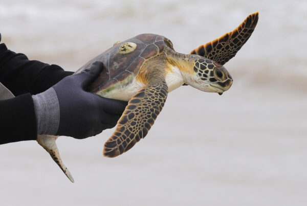 Texas State Aquarium prepares for sea turtle rescues ahead of winter storm