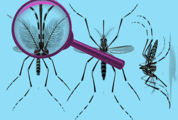 A stylized image of two mosquitoes. A magnifying glass shows the antennae of the male, left, are more feathered than the female's.