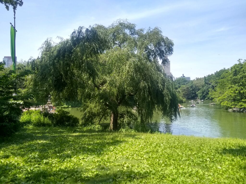 A tree next to a body of water on a bright blue day in New York City's Central Park.