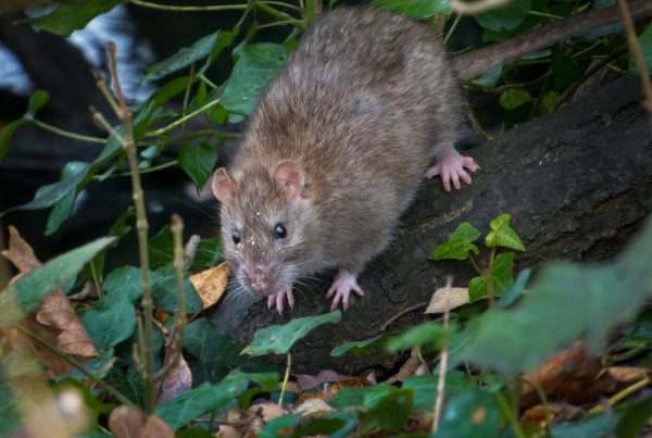 Texas epidemiologist: Hantavirus isn’t like COVID