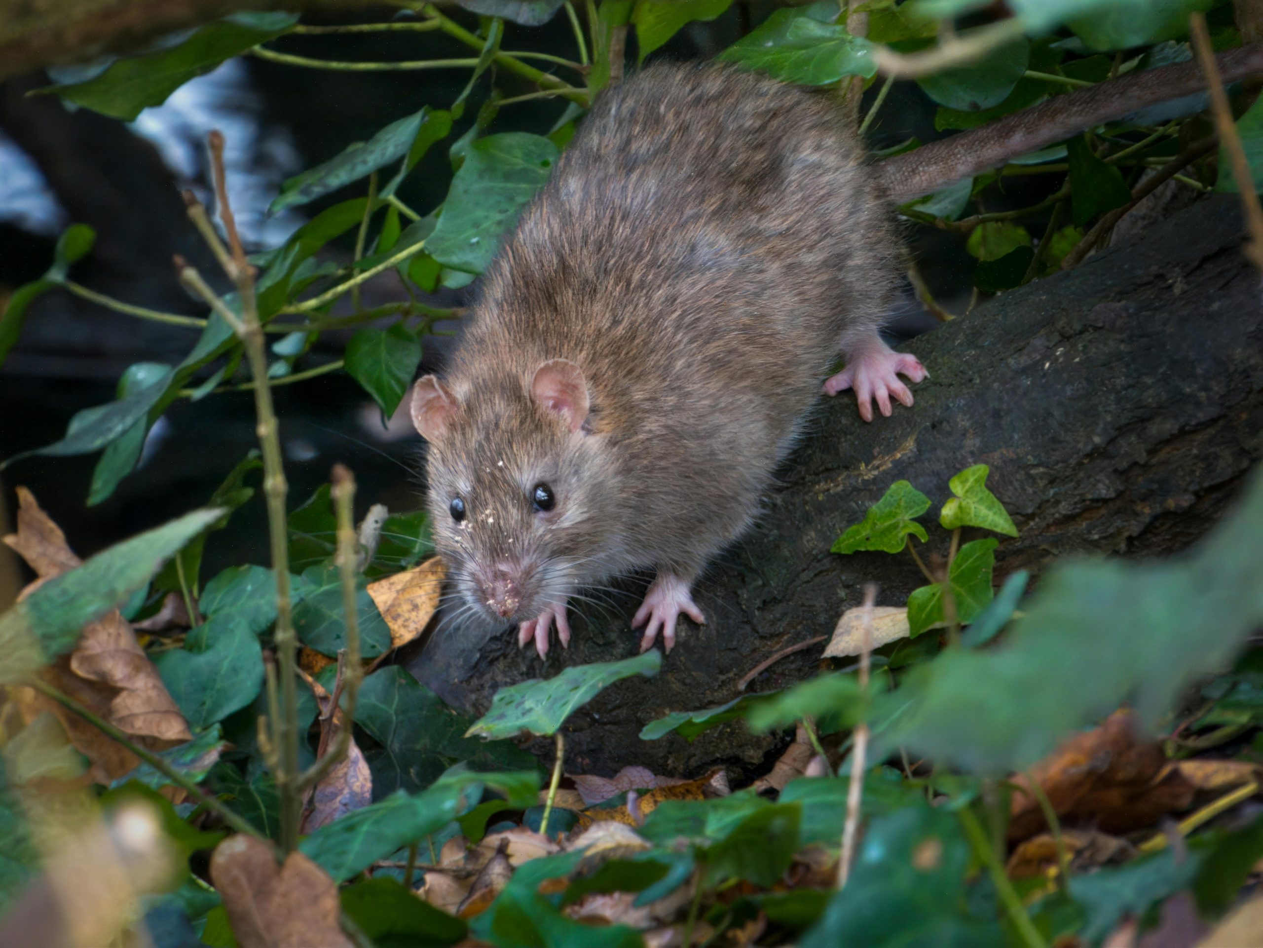 Texas epidemiologist: Hantavirus isn’t like COVID