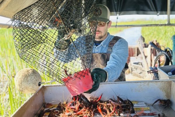 Warmer Texas winters drive better crawfish harvest, longer fishing season