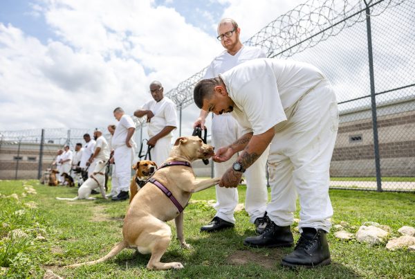 ‘All about second chances’: Incarcerated veterans in Texas train shelter dogs for a better life