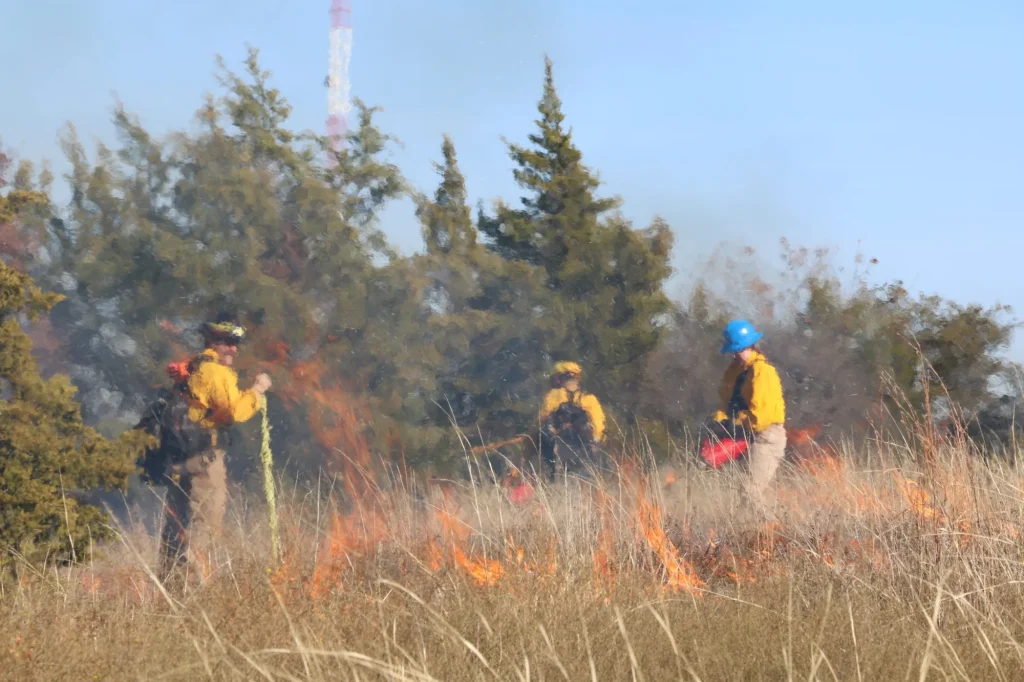 Fort Worth is burning more land. More diverse plant life is the result