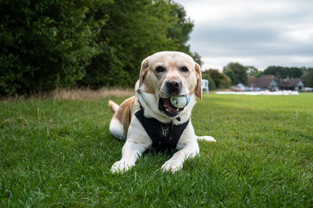 What Texas pet owners need to know about New World screwworm