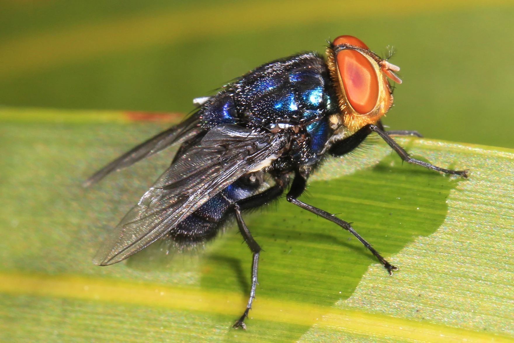 Here’s what officials are doing to stop the spread of New World screwworm in Texas