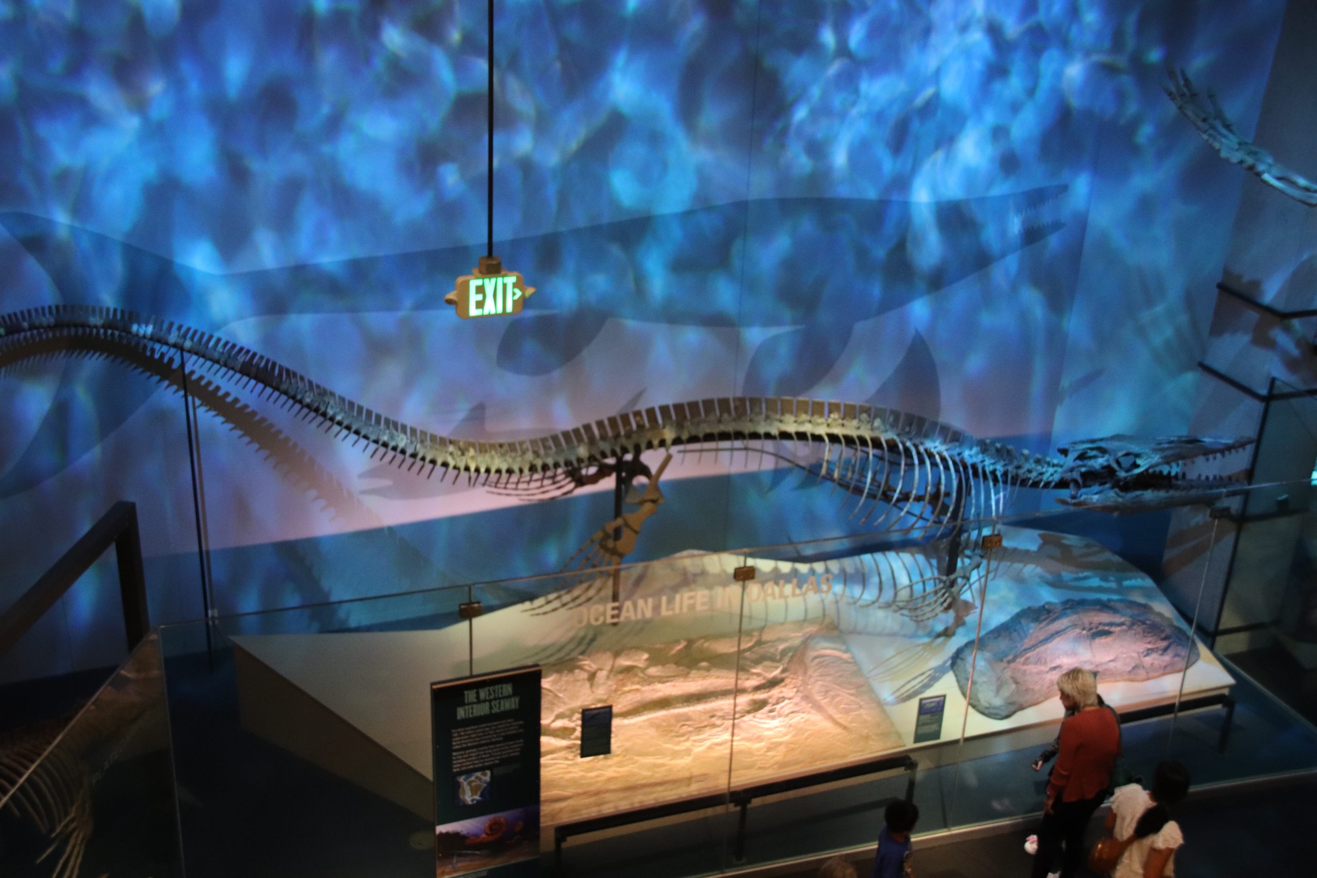 The T. Rex from Texas: Paleontologists identify a colossal new aquatic predator from Dallas