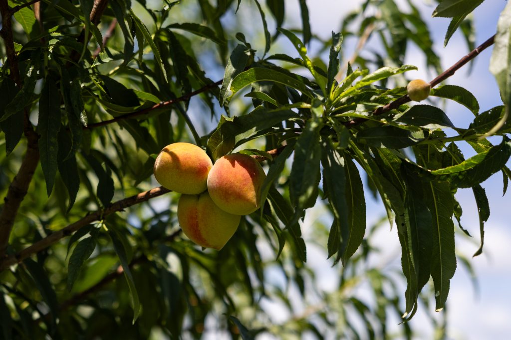Fredericksburg peaches may be harder to find this year following another warm winter