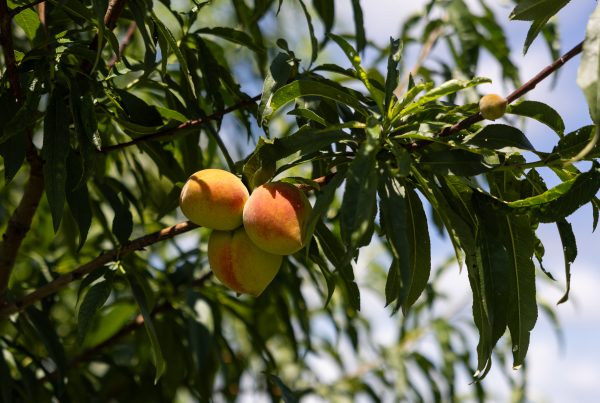 Fredericksburg peaches may be harder to find this year following another warm winter