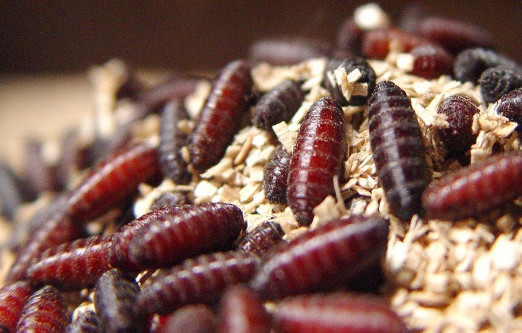 Weeks before Texas screwworm cases, state lawmakers were warned of devastating consequences