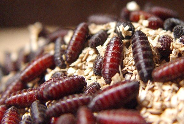 Weeks before Texas screwworm cases, state lawmakers were warned of devastating consequences