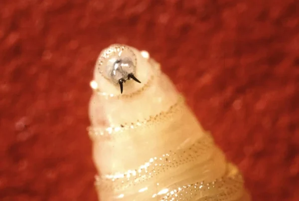 Here’s where things stand with New World screwworm in Texas