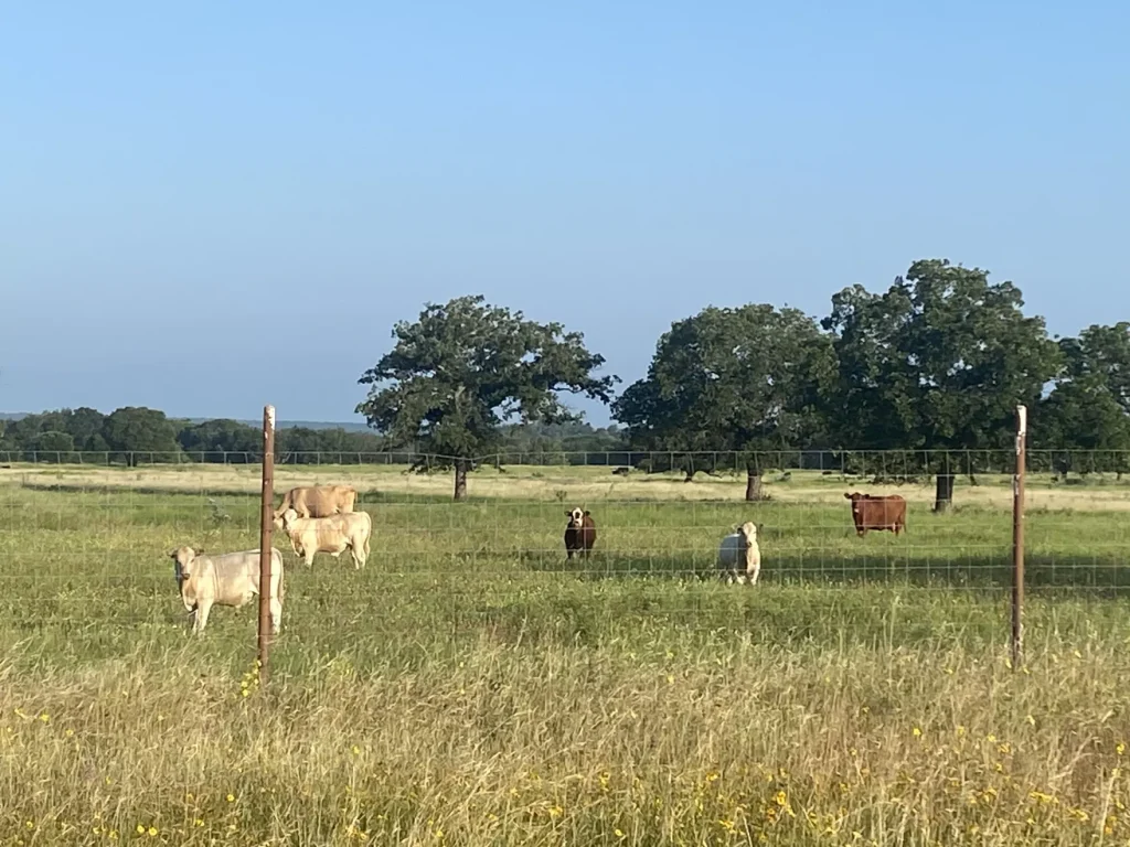 As New World screwworm enters the US, Texas ranchers are cautious, but not panicked