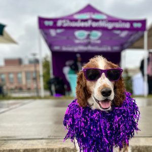 A photo of a dog wearing purple sunglasses in front of a tent for "Shades for Migraine."