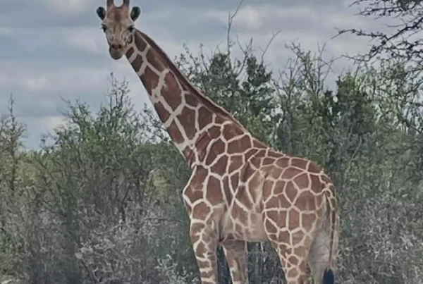 Missing giraffe Gracie found safe near Leakey after nearly two weeks on the loose
